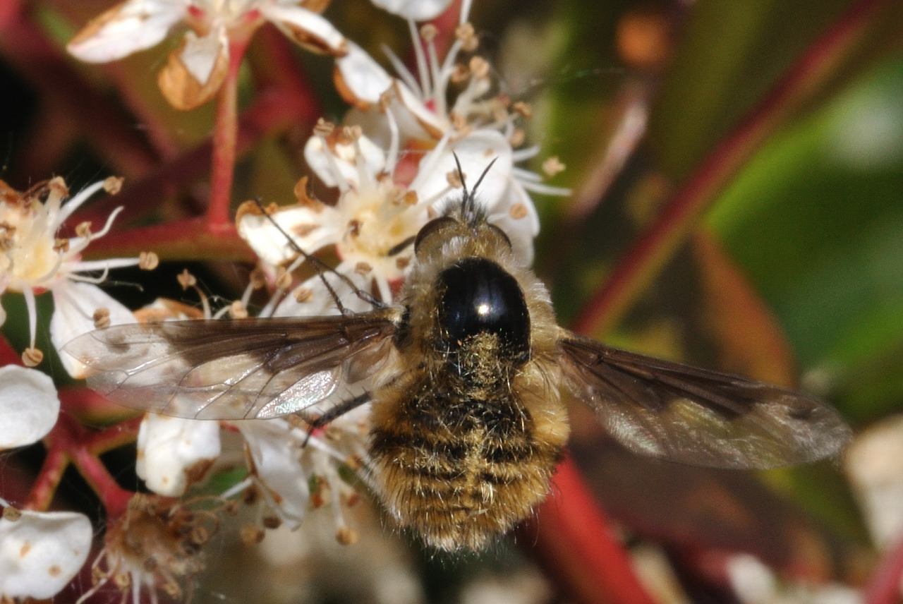 Bombylius fimbriatus ♀ (Bombyliidae)